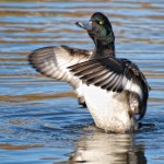 Scaup flapping wings