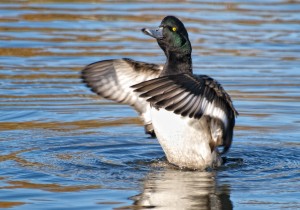 Scaup flapping wings