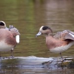 American wigeons stretching