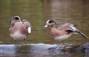 American wigeons stretching