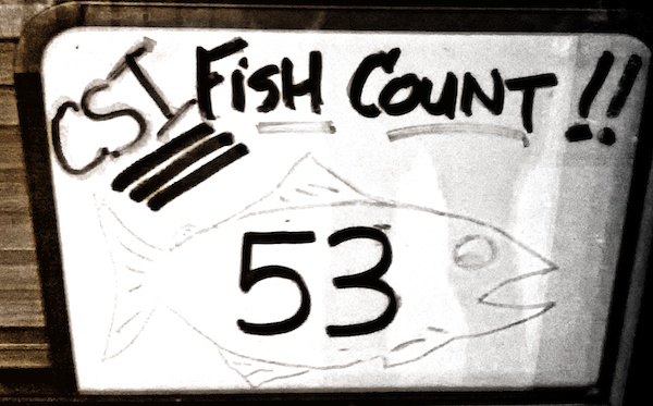fishcount53-500