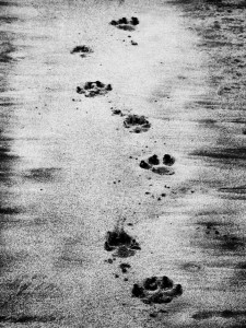 Dog Footprints in Sand