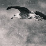 Gull Flying Black and White