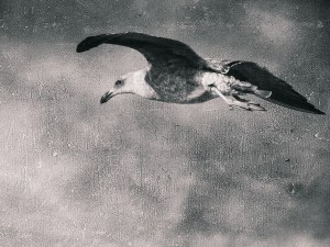 Gull Flying Black and White