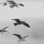 Gulls in Black and White