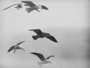 Gulls in Black and White