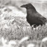 Raven in Black and White