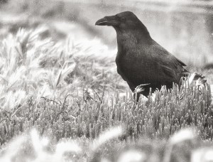 Raven in Black and White