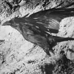 Common Raven Taking Off