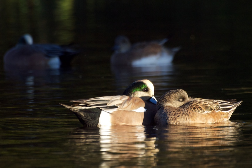 Wigeon Pair