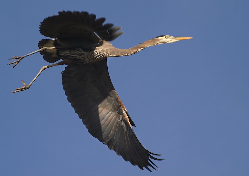 Great Blue Heron in Flight