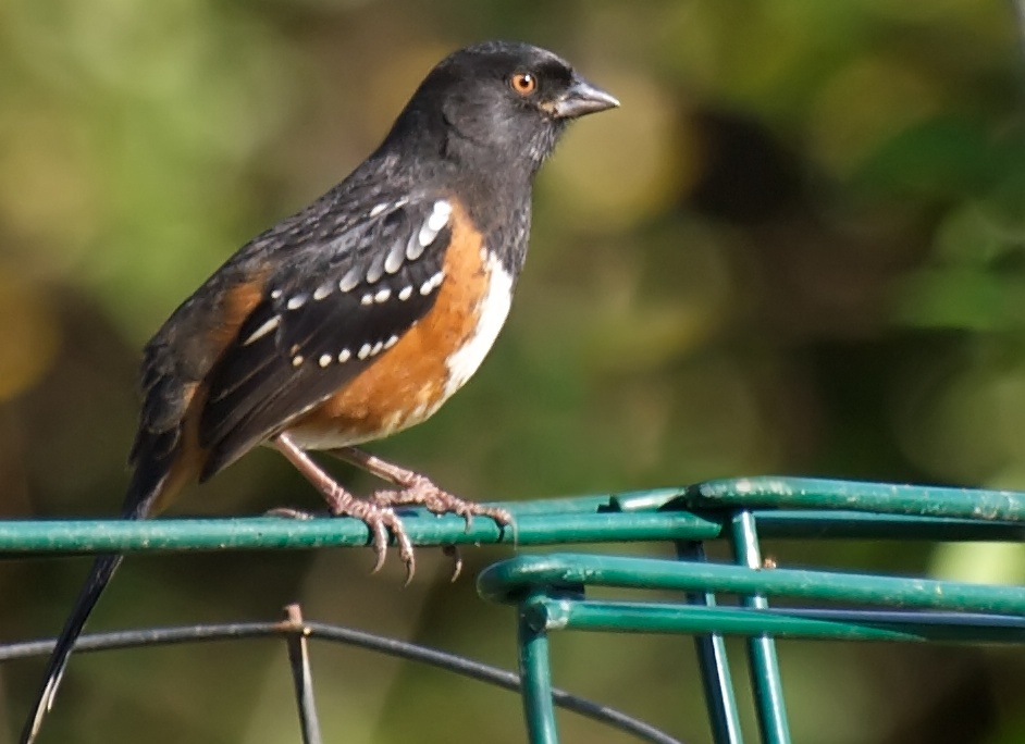 Spotted Towhee on Fence