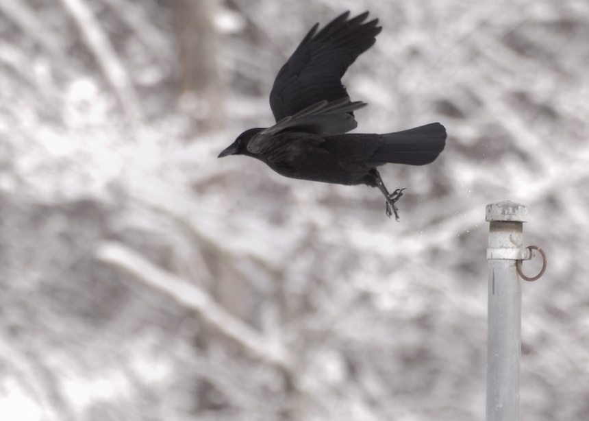 Crow in Flight in Snow