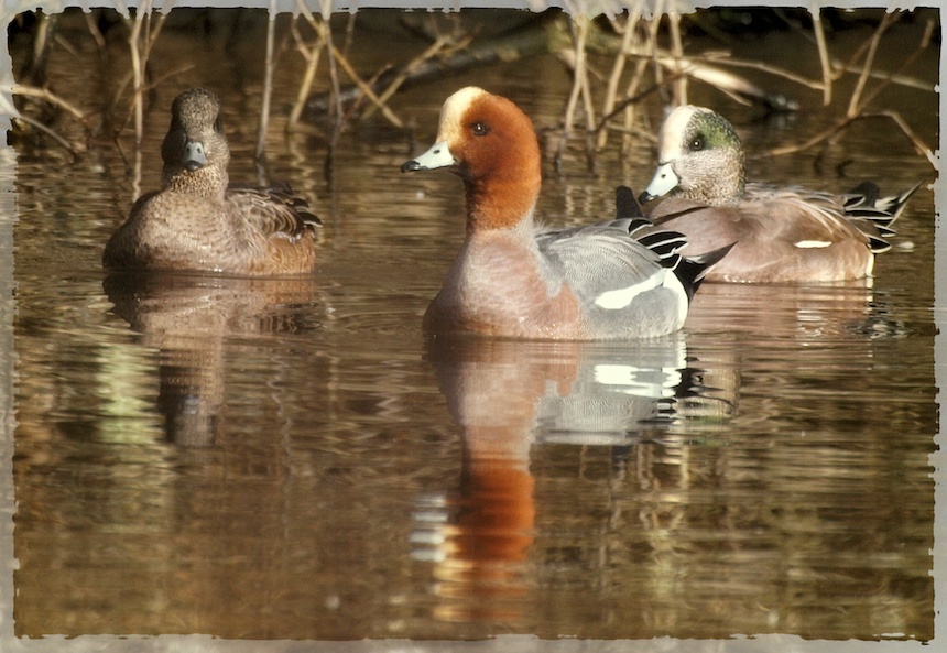 Eurasian Wigeon