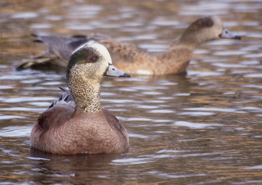 Male and Female American Wigeon