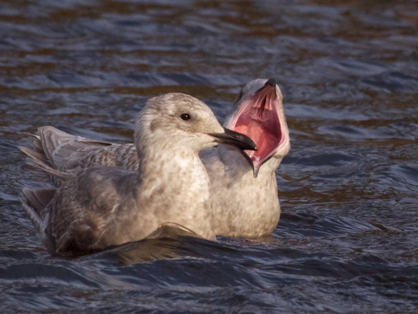 Gull with open mouth