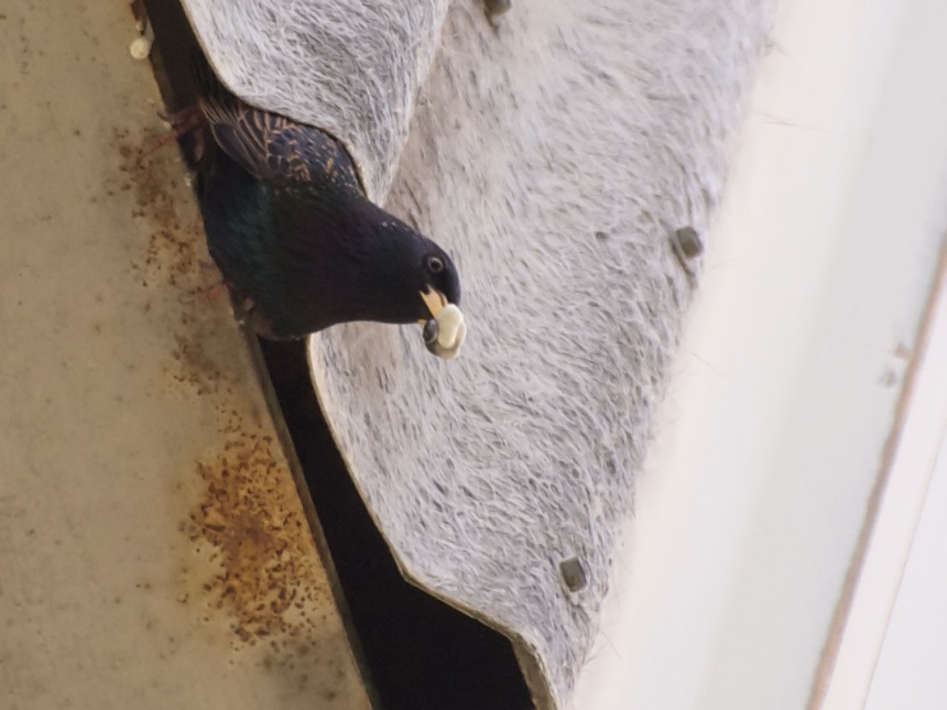 Starling Removes Waste Droppings from Nest