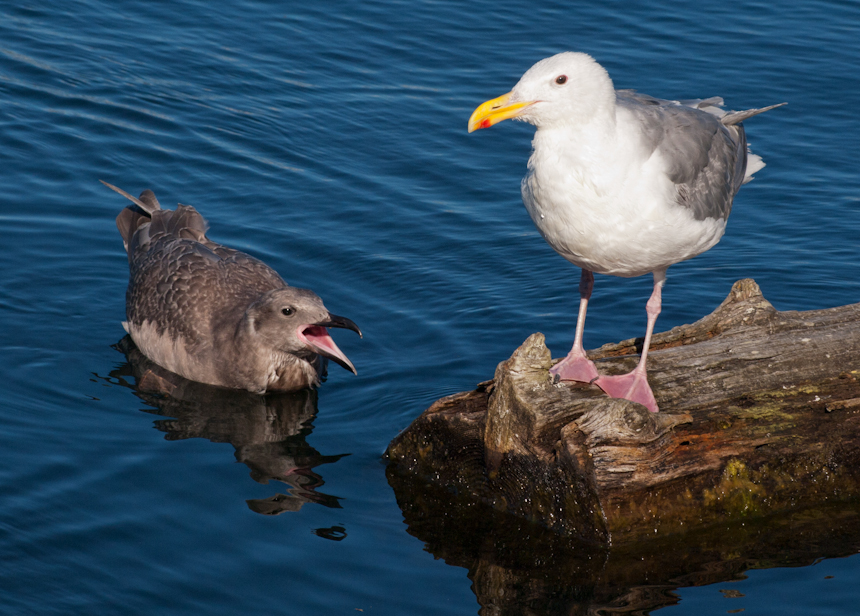 Juvenile Gull Begging From Parent