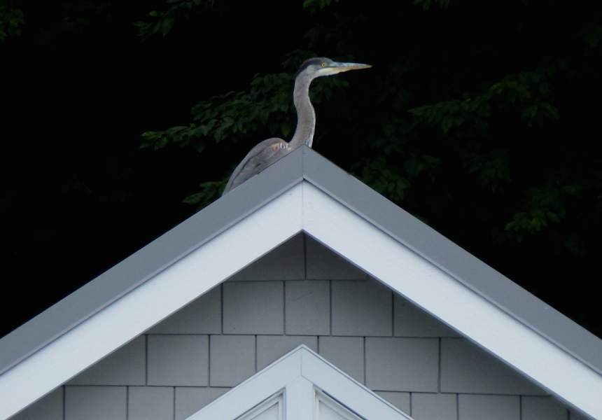 Great Blue Heron on Roof at Alki