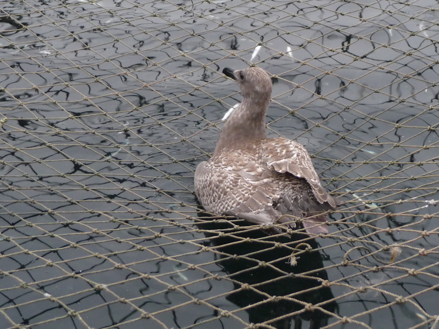 Gull Tangled in Net