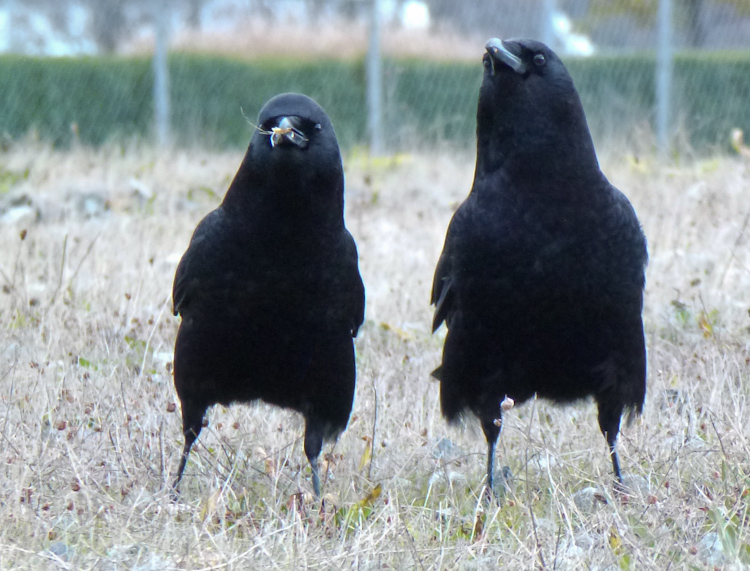 Two American Crows foraging in a field
