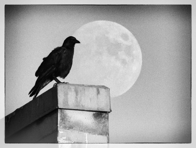 Crow Against Full Moon