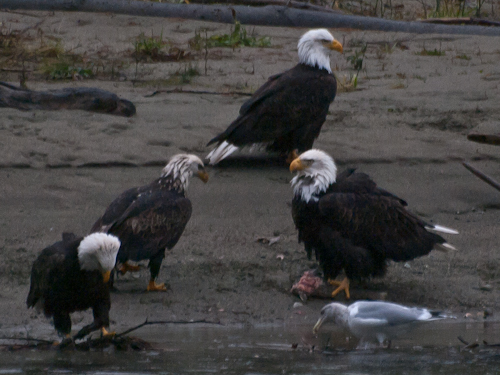 Bald Eagles Eating Salmon on Skagit River