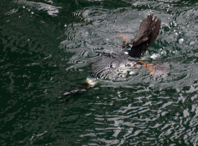Barrow’s Goldeneye Ducks Diving Photos of Barrow’s Goldeneye Ducks Diving