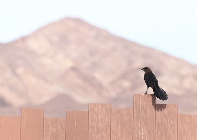 Great-tailed Grackle at Henderson
