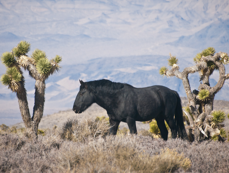 Black wild horse in Nevada