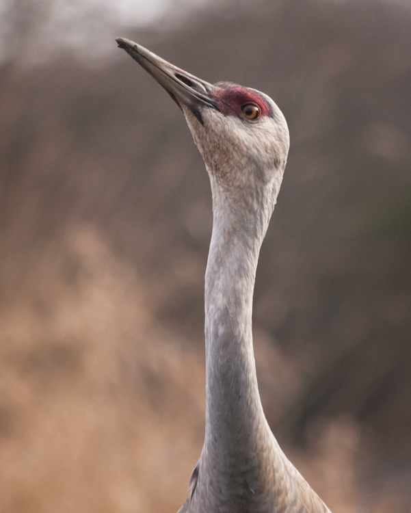 Sandhill Crane at Reifel Bird Sanctuary