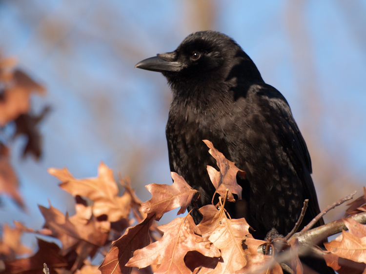 Seattle Crow