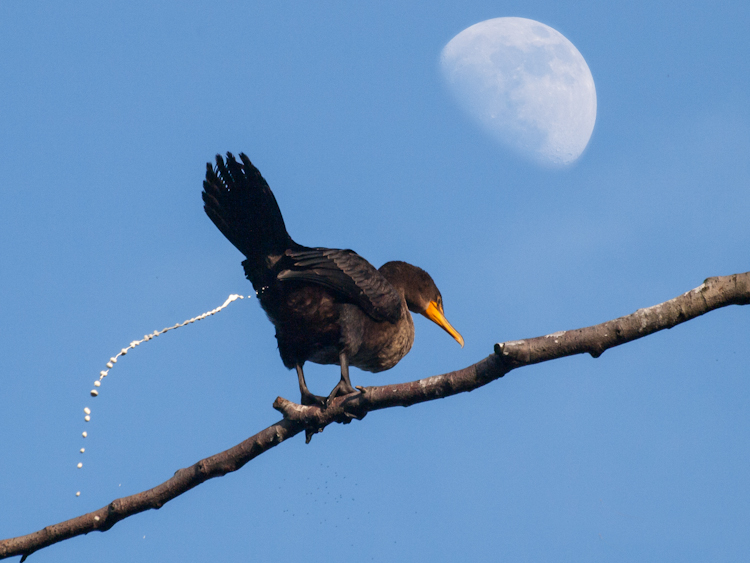 Cormorant Poop from a Branch