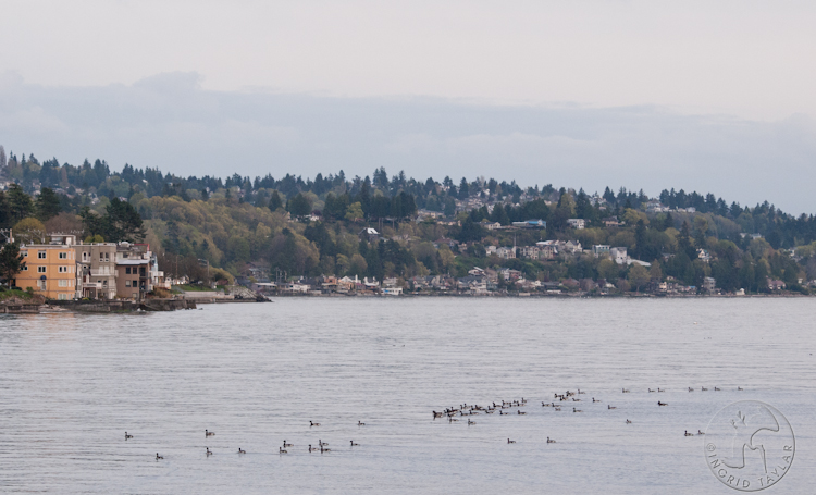 Brant Geese West Seattle
