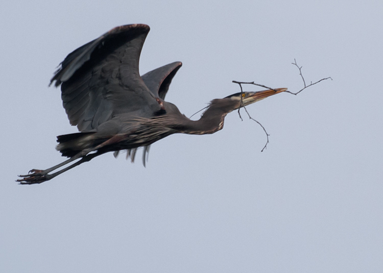 Great Blue Heron in Flight With Nesting Material
