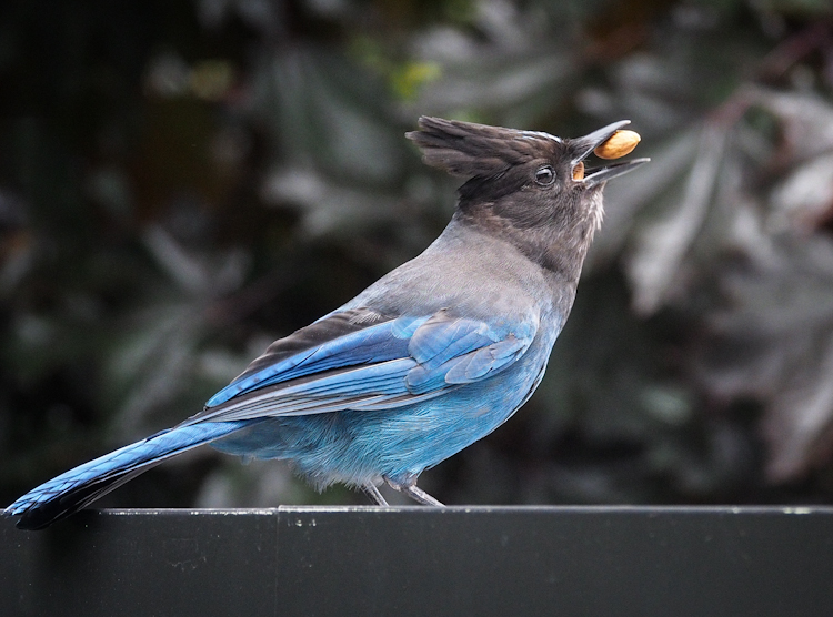 Steller's Jay Caching Nuts in Pacific Northwest