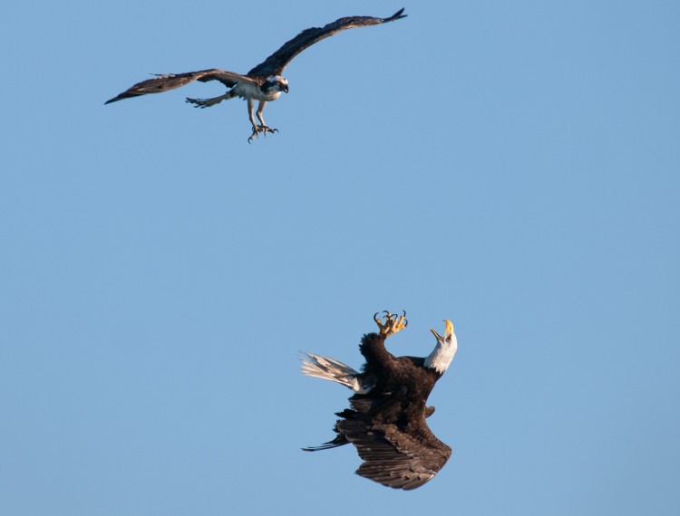 Bald Eagle Osprey Mid-Air Fight