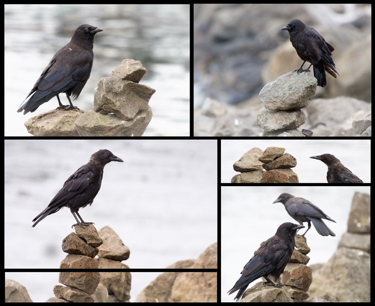 Northwest Crows Sitting on Cairns in Seattle