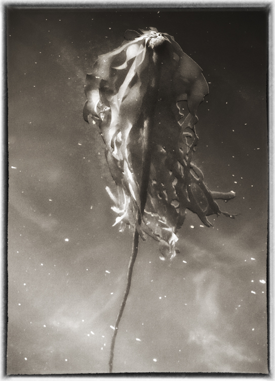 Bull Kelp in black and white Seattle