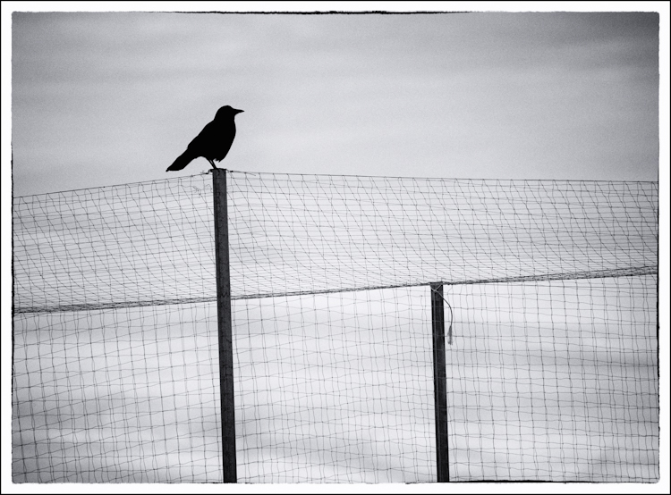 Crow on fence in black and white