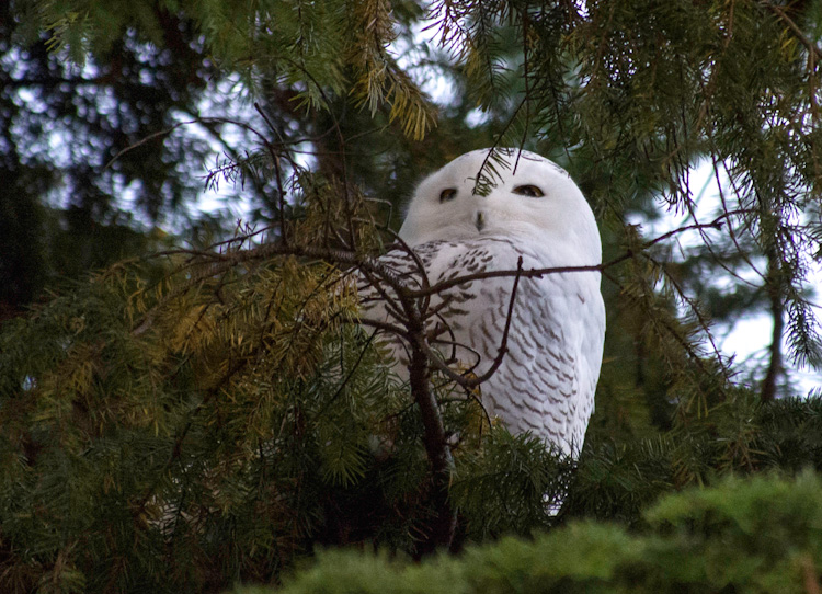 Snowy Owl on Capitol Hill in Seattle