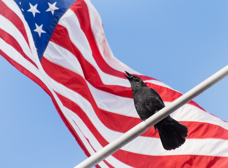 American Crow with U.S. Flag in Seattle