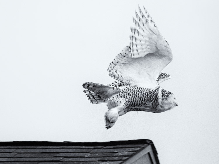 Snowy Owl Flying Off Rooftop in Seattle