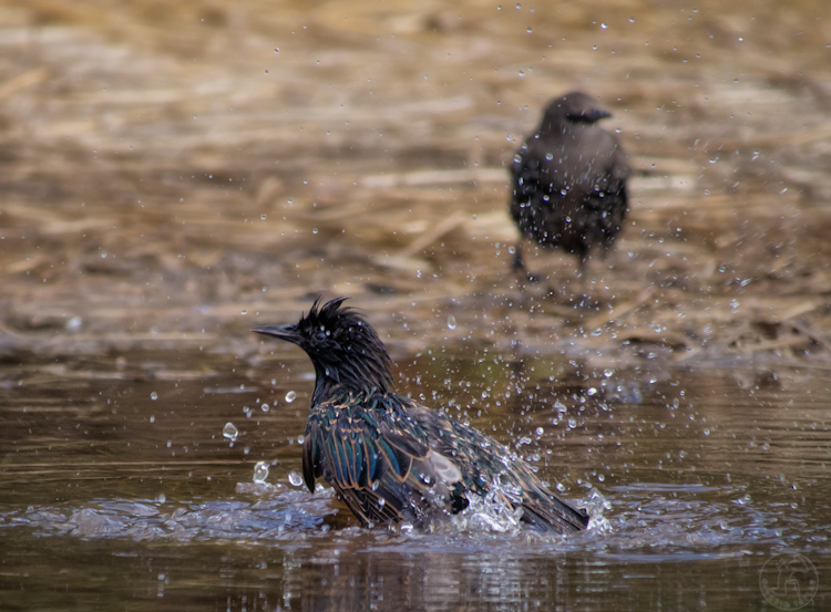 Starlings bathing in a puddle