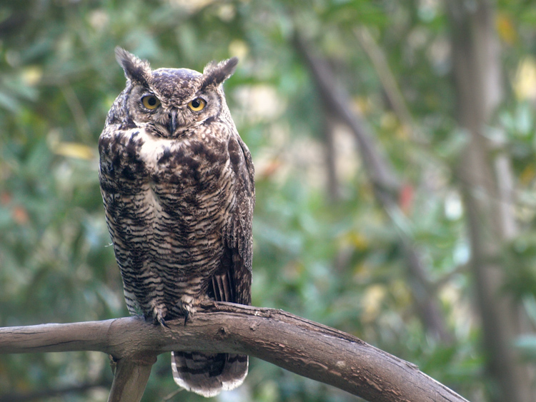 Great Horned Owl in Berkeley