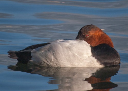 The Wild Beat | Urban Wildlife of Seattle and San Francisco — Stories ...