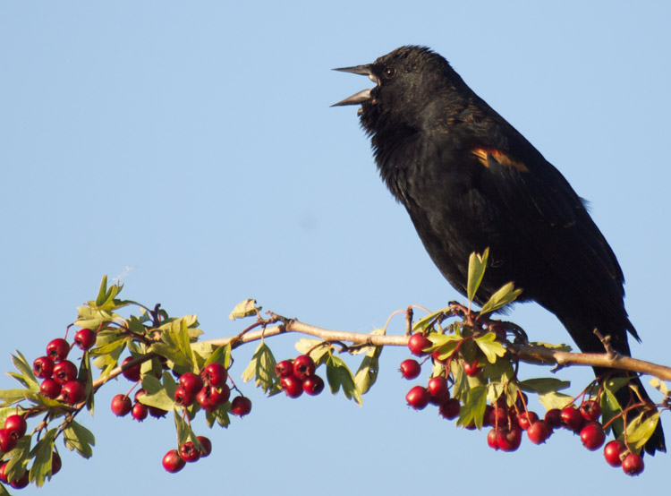 Male Red-winged Blackbird singing
