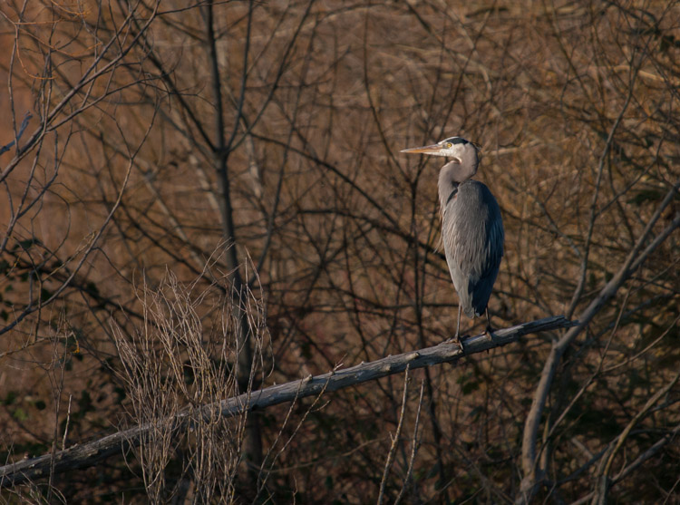 Great Blue Heron habitat at Union Bay Natural Area in Seattle