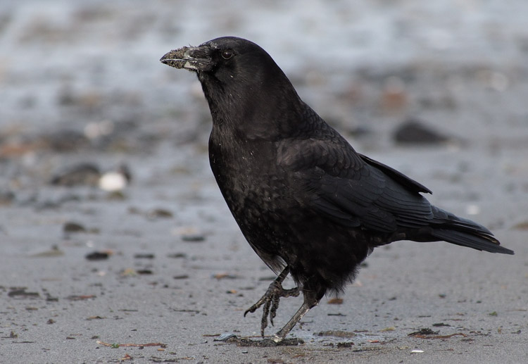 American Crow on Discovery Park Beach