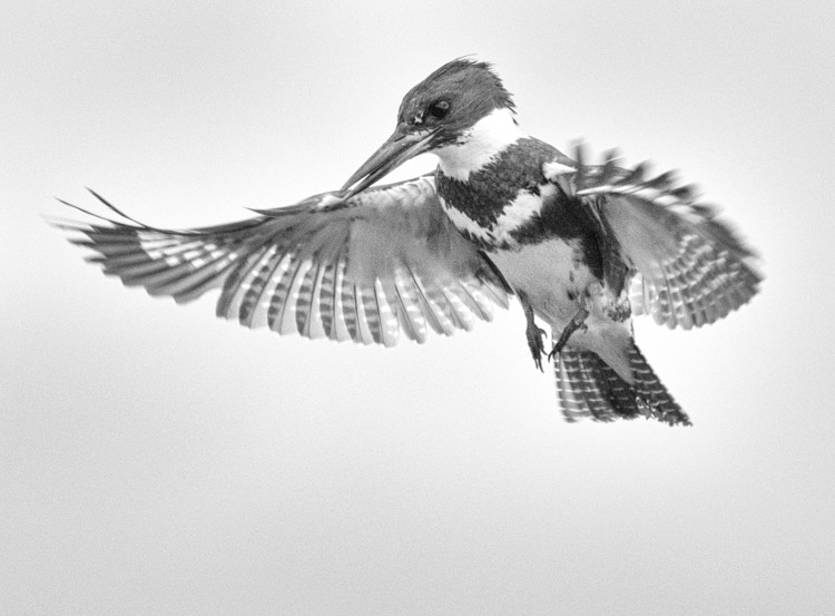 Belted Kingfisher Hovering
